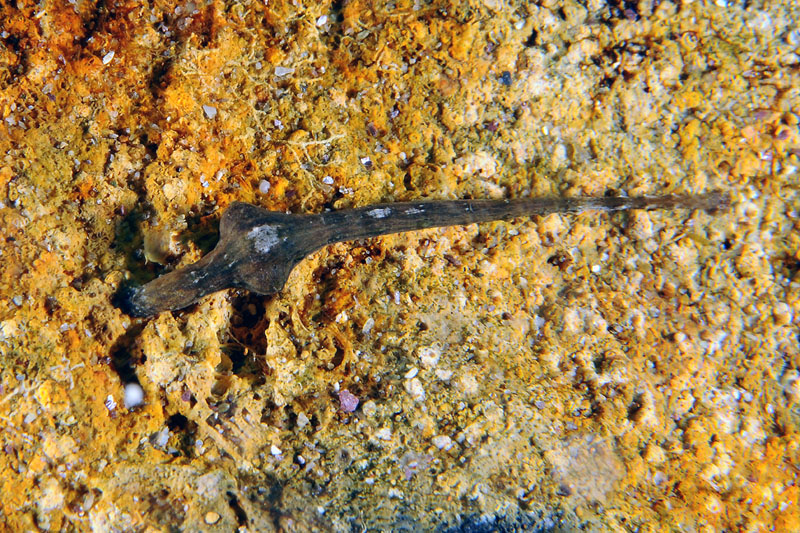 Pontobdella cf. aculeata dall''Isola del Giglio